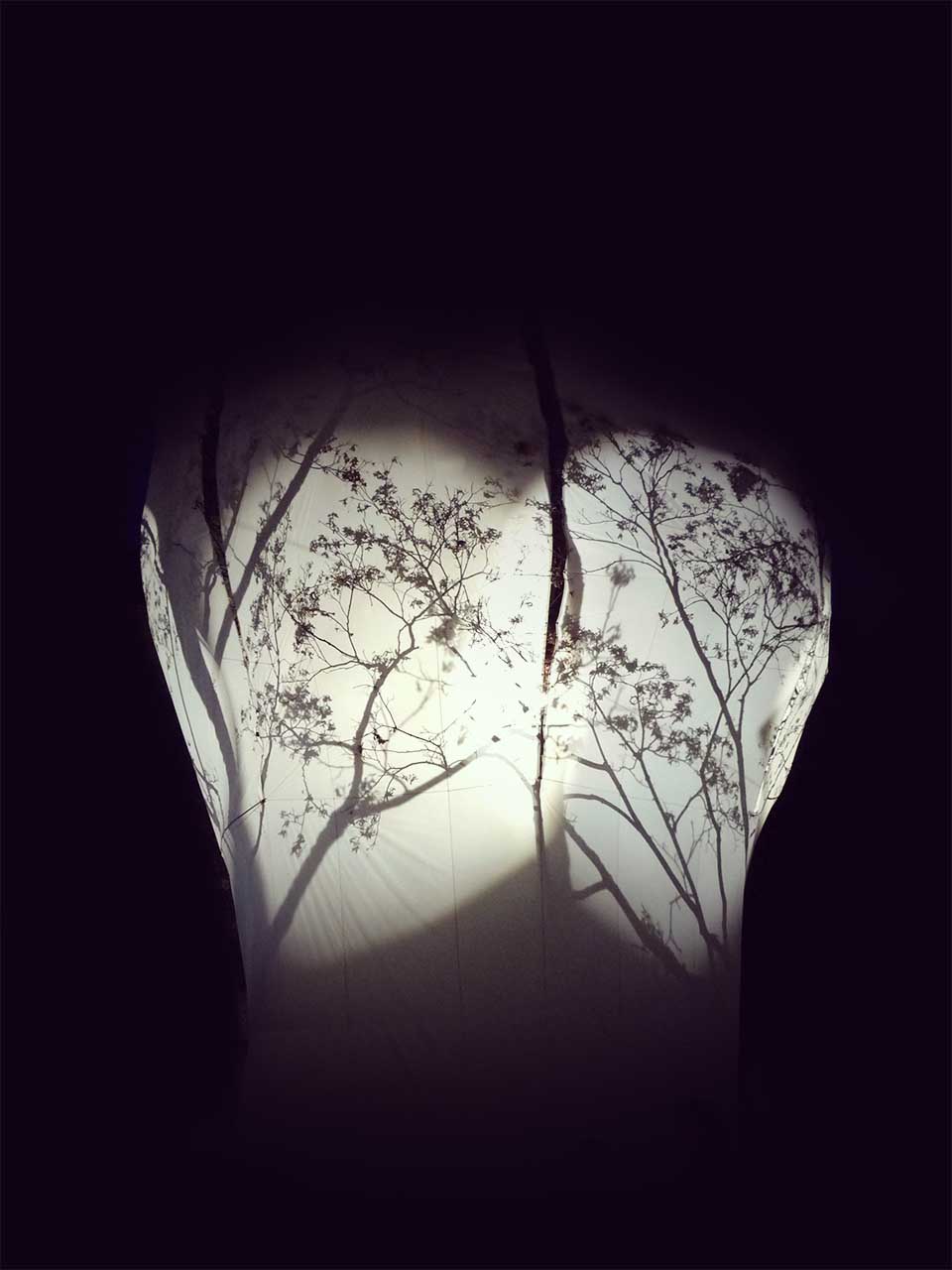 Arbre en Lumière, Genève, fleur d'arbre et ombres chinoises sur toile de soie
