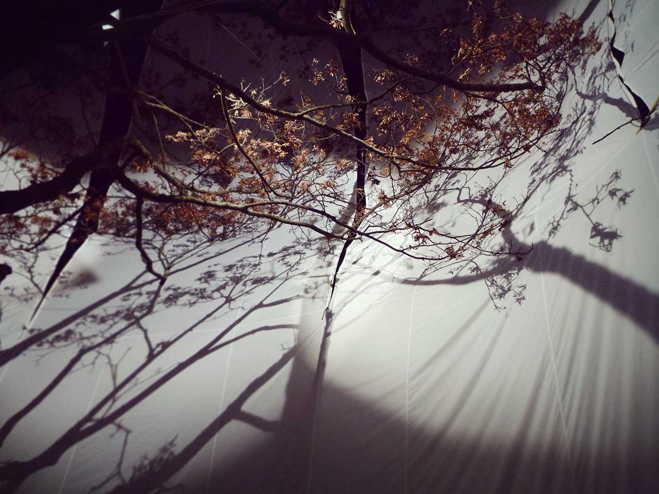 Arbre en Lumière, Genève, fleur d'arbre et ombres chinoises sur toile de soie